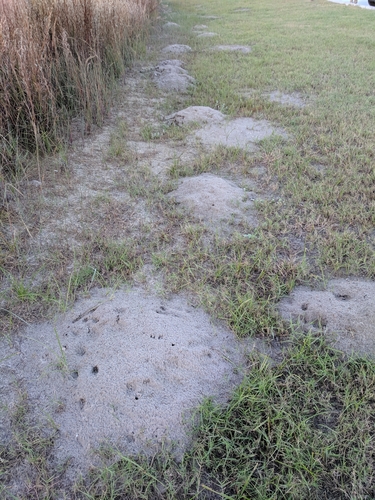 Texas Pocket Gopher