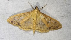 Patania balteata