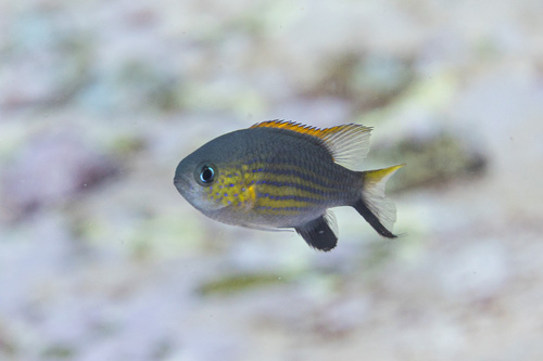 Vanderbilts chromis (Chromis vanderbilti) — Pomacentridae