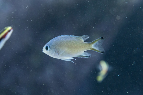 Scaly chromis (Chromis lepidolepis) — Pomacentridae — 5