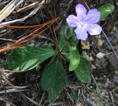 Ruellia ciliosa