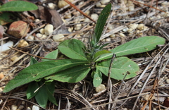Ruellia ciliosa