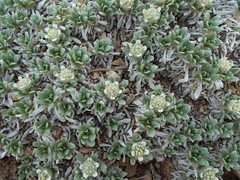 Parthenium ligulatum