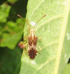 Cebrenis centrolineata
