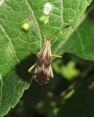 Cebrenis centrolineata