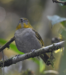 Chlorospingus flavigularis
