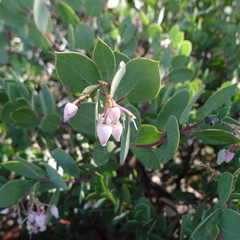 Arctostaphylos viscida pulchella