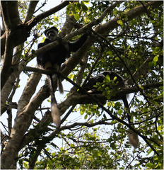 Colobus guereza
