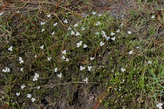 Sagittaria isoetiformis
