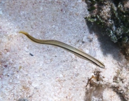 Black-lined worm goby (Gunnellichthys pleurotaenia) — Microdesmidae — 3