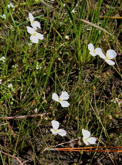 Sagittaria isoetiformis