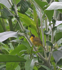 Geothlypis semiflava