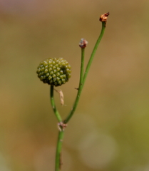 Sagittaria isoetiformis