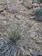 Lomatium junceum