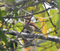 Pachyramphus cinnamomeus