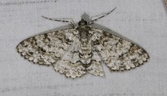 Myrioblephara desumpta