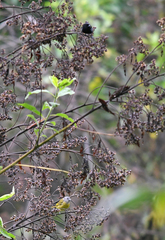 Loriotus luctuosus