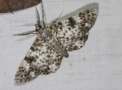 Thallogama corticola