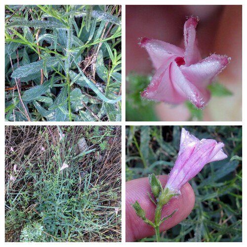 Convolvulus cantabrica iNat (2)