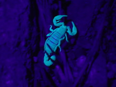 Pseudouroctonus santarita