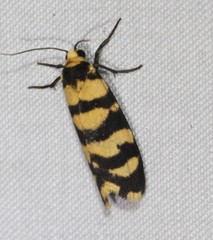 Scaptesyle equidistans