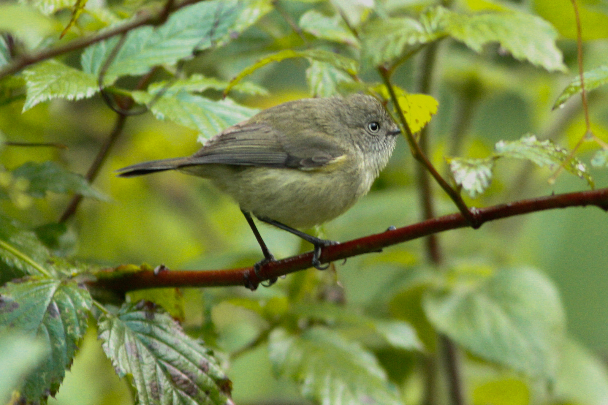 Mountain Thornbill (Acanthiza katherina), photo 9