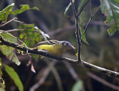 Phyllomyias cinereiceps