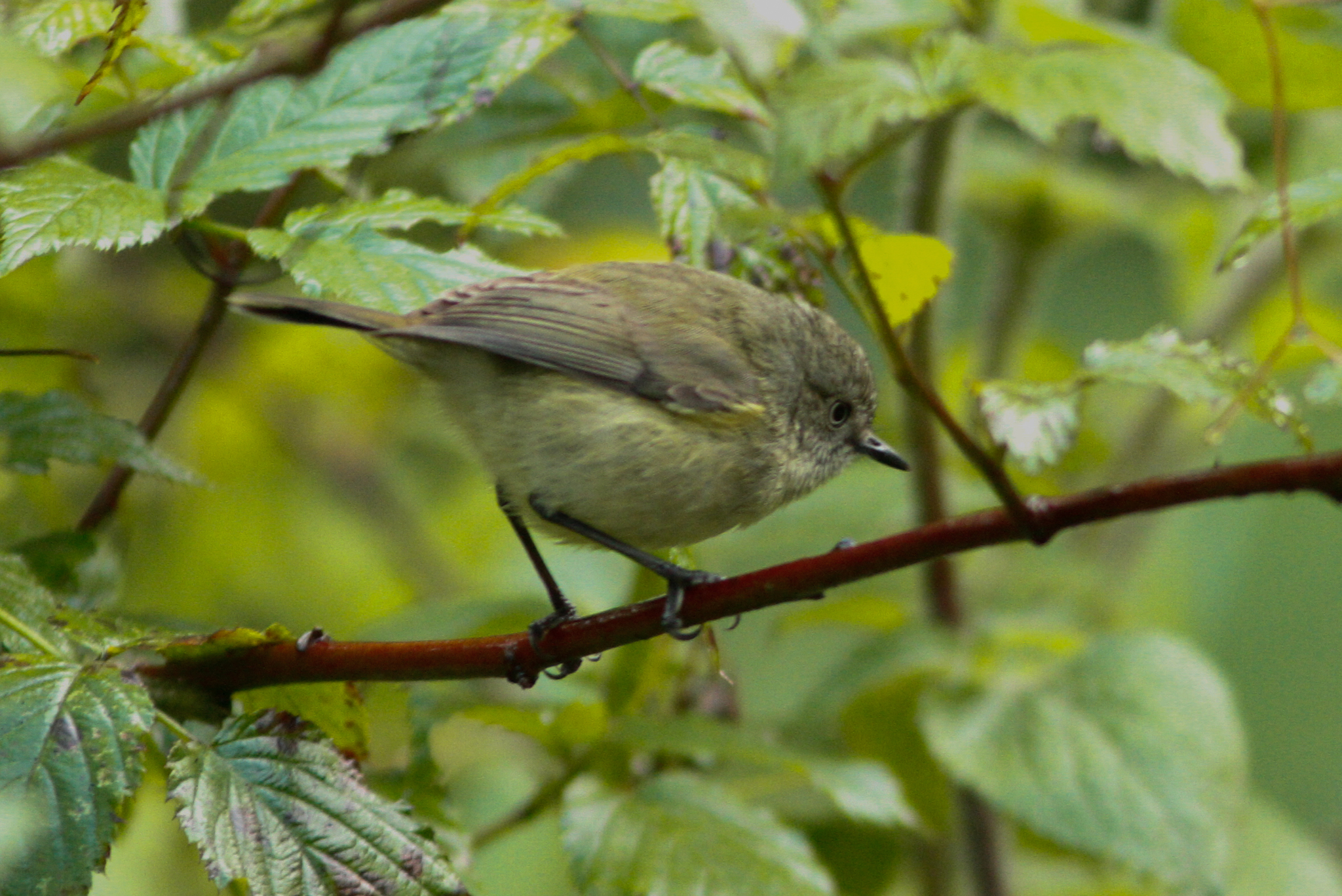 Mountain Thornbill (Acanthiza katherina), photo 8