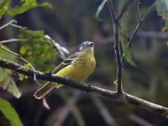 Phyllomyias cinereiceps