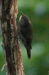 Cormobates leucophaea minor