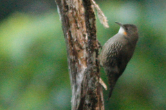 Cormobates leucophaea minor