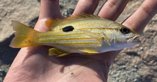 Black-spot sea perch (Lutjanus fulviflamma) — Lutjanidae — 2