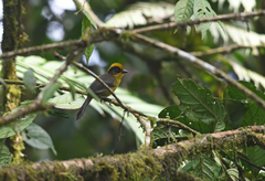 Atlapetes tricolor crassus