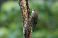 Cormobates leucophaea minor