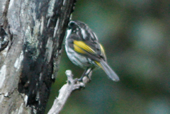 Phylidonyris niger niger