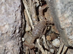 Pseudouroctonus santarita
