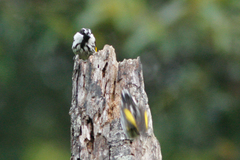 Phylidonyris niger niger
