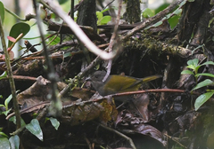 Chlorospingus semifuscus