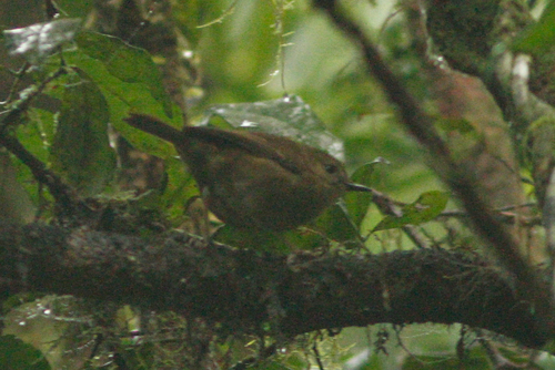 Sericornis keri