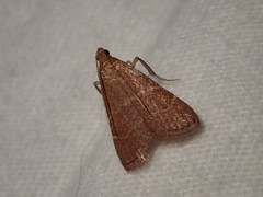 Arta epicoenalis
