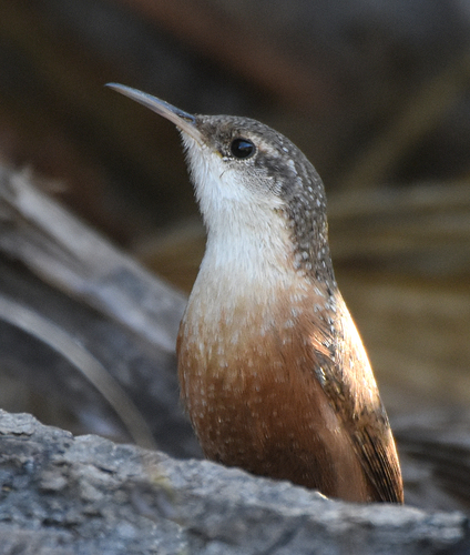 Canyon Wren