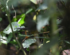Catharus maculatus