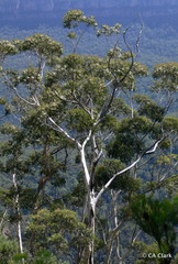 Eucalyptus oreades