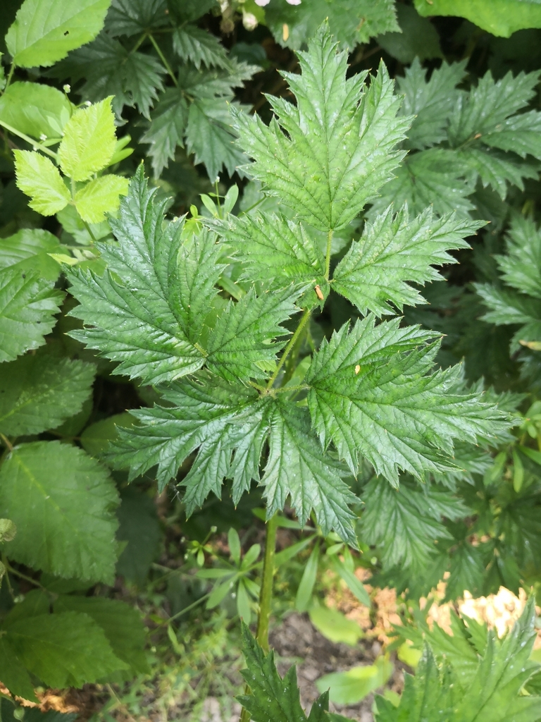 Cutleaf Blackberry from Danbury, UK on June 10, 2023 at 09:25 AM by ...