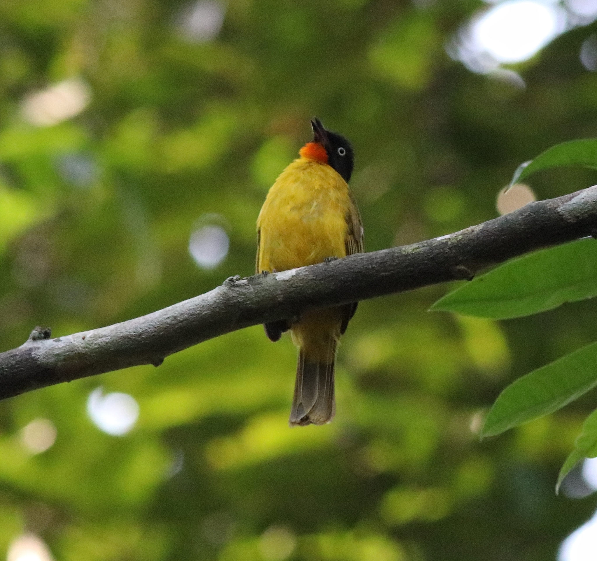 Flame-throated Bulbul illustration