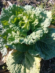 Brassica oleracea acephala