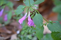 Clinopodium grandiflorum