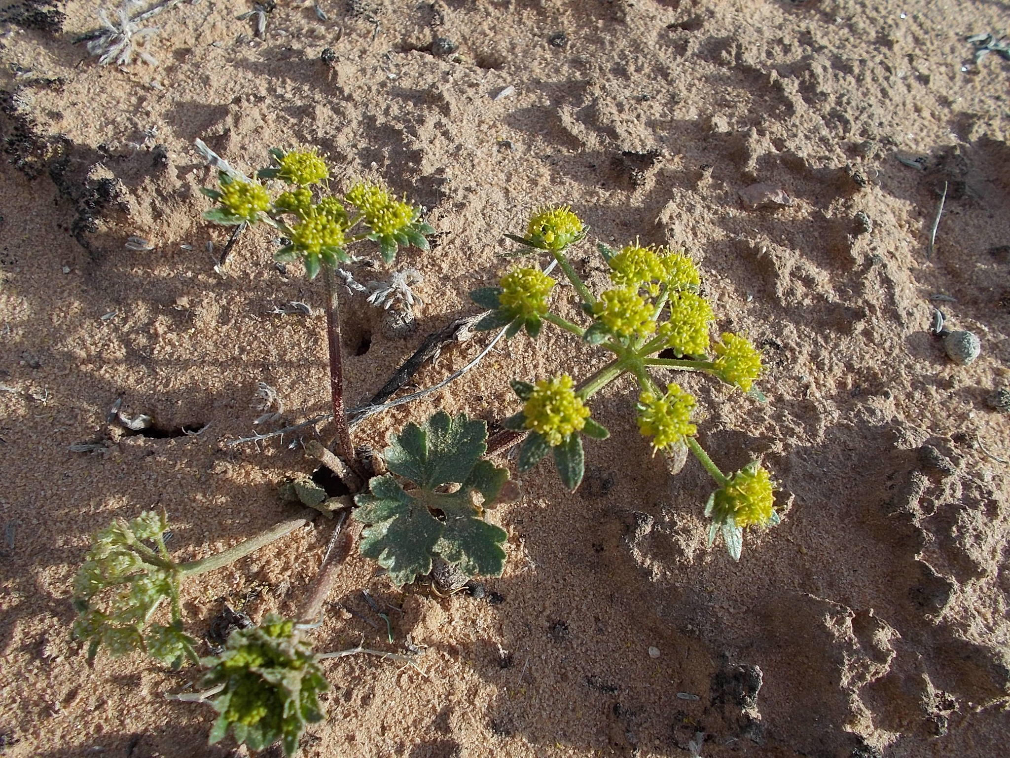 Cymopterus newberryi