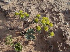 Cymopterus newberryi
