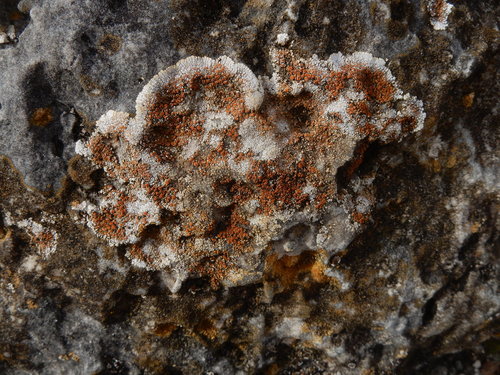 Squamulea galactophylla